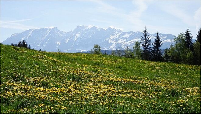 Löwenzahnwiese vor schneebedecktem Grimming