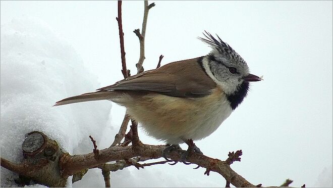 Ein herziger Wintergast