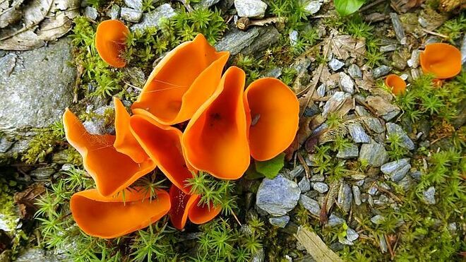 Gemeiner Orangebecherling