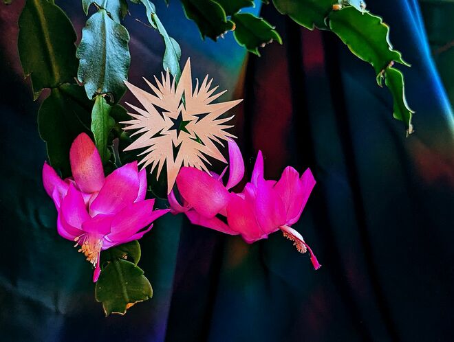 . . . zum 1. Adventwochenende . . . .