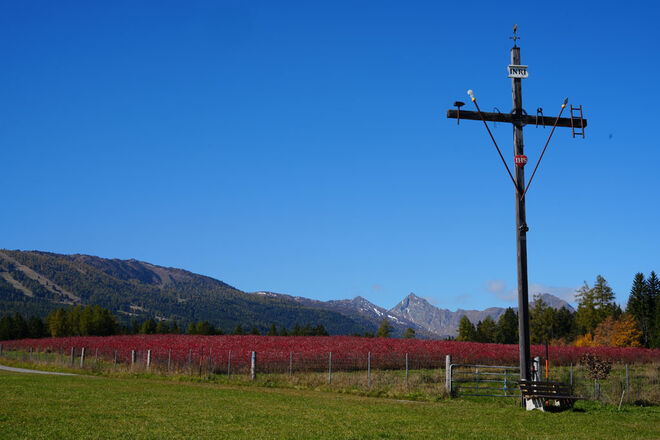 Wetterkreuz vor Aroniafeld