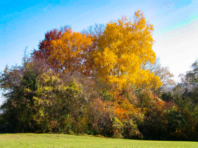 Farbkomposition im Herbst