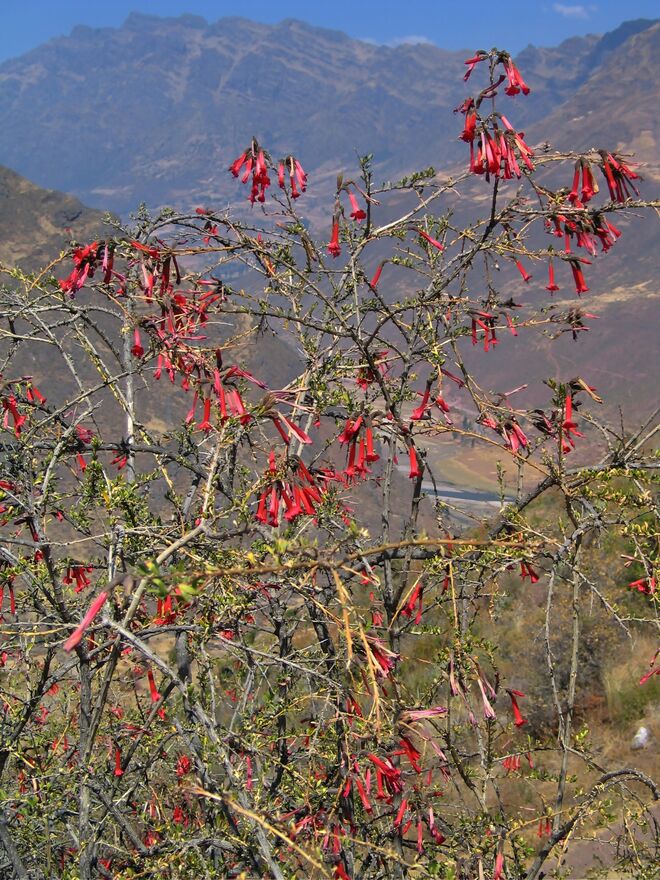 Cantua buxifolia - die Nationalblume Perus