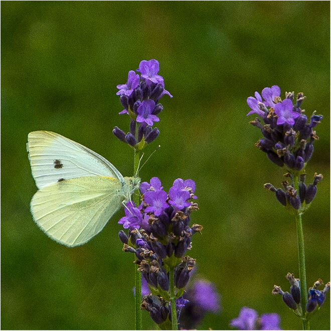 im Lavendel