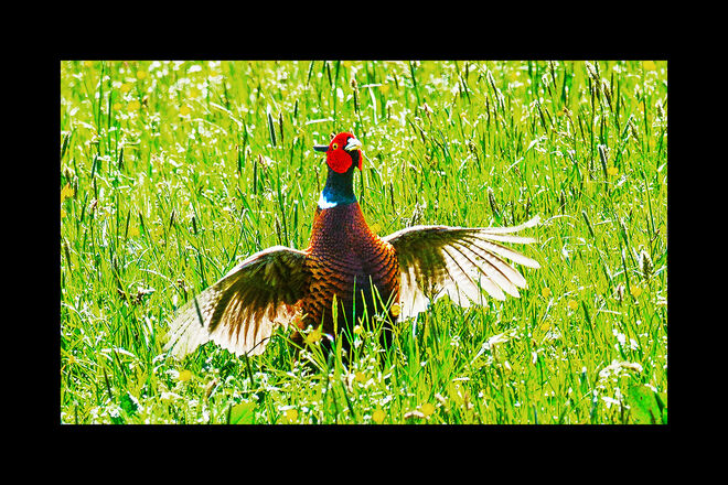 neugieriger Fasan
