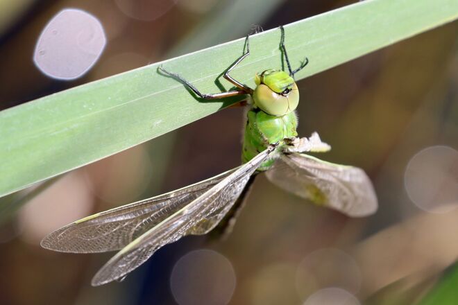 Libelle