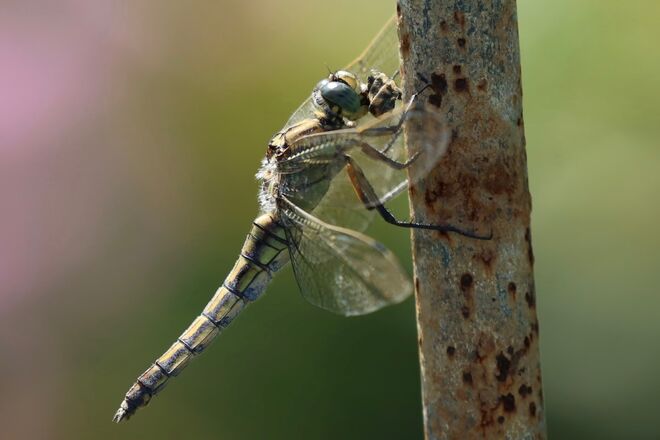 Libelle
