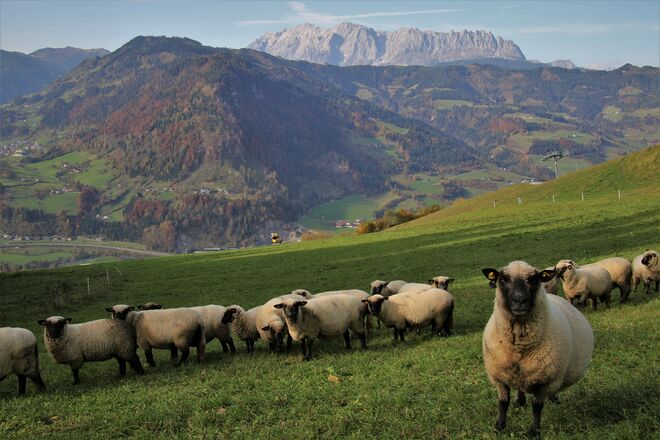 Schafe auf der Wiese