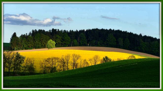 Rapsfeld in Mehrnbach/OÖ