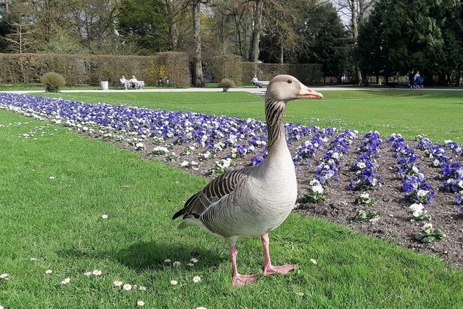 Graugans im Schlosspark