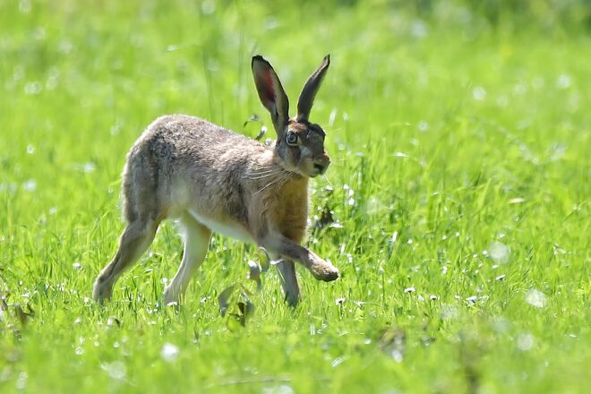 Ich weiß, wie der Hase läuft ...