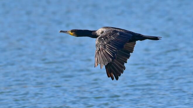 Der Name "Kormoran" ...