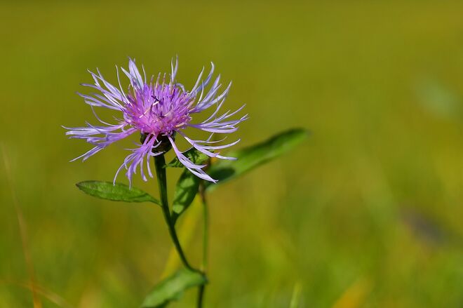 Wiesen-Flockenblume