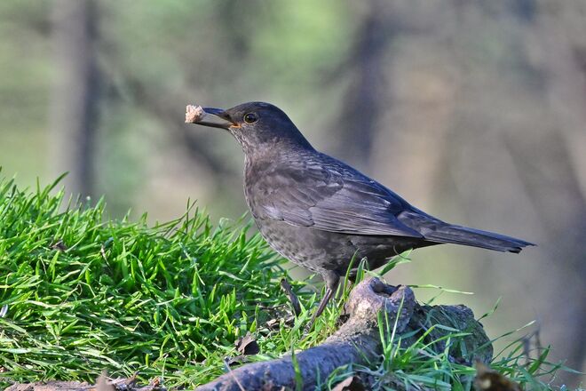Amsel im Wald