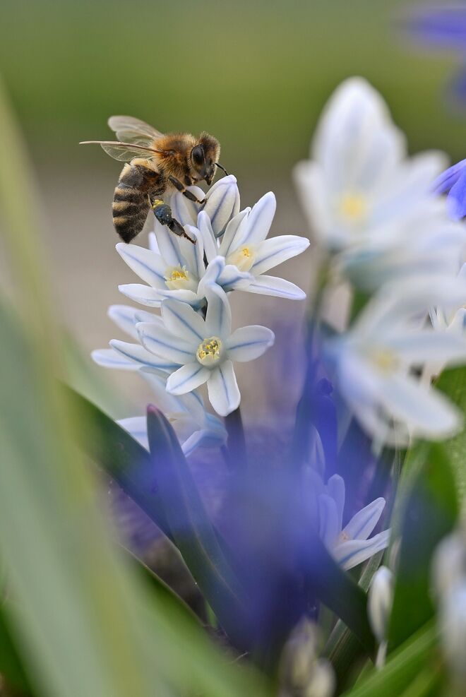 FRÜHLING ...