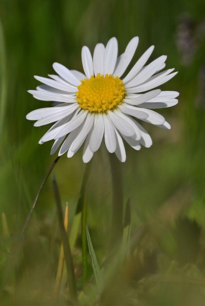 Kleines Gänseblümchen ganz groß! ;-)