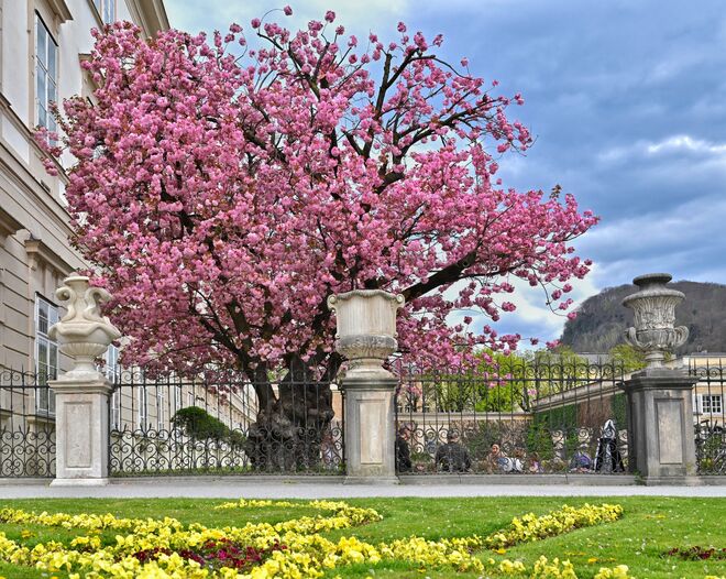 Blütenpracht im Mirabellgarten