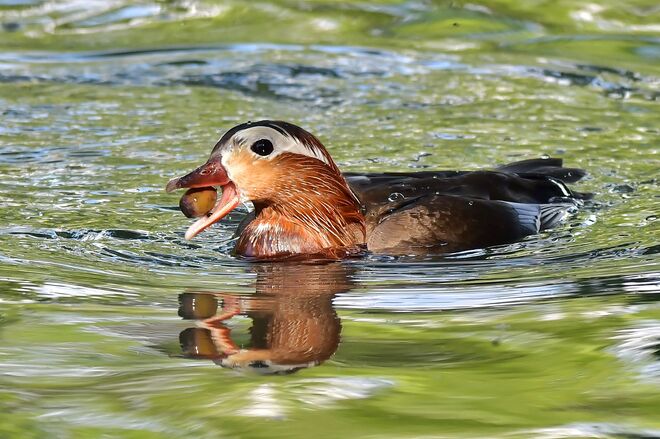 Hab' noch eine Eichel gefunden !