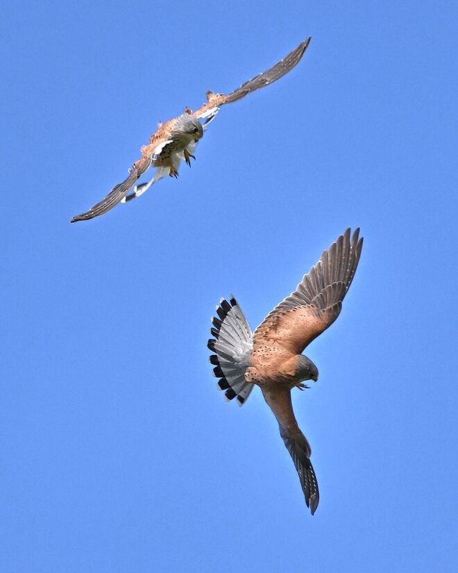 Flugshow mal anders