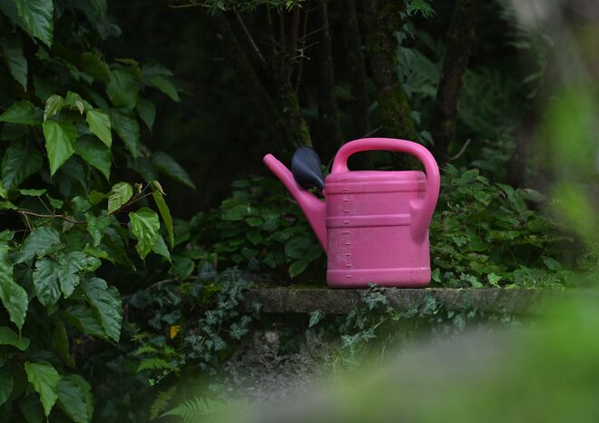 Pinker Farbtupfer im Botanischen Garten