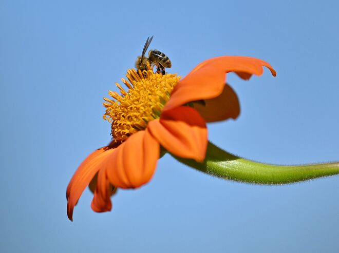 Fleißig werden noch die letzten Pollen gesammelt