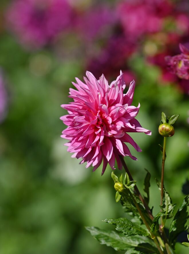 Dahlienblüte