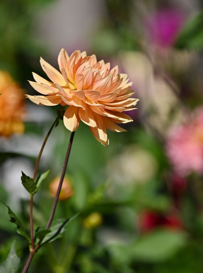 Dahlienblüte