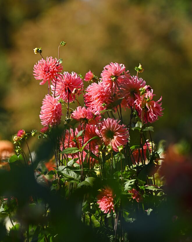 Dahlienblüte