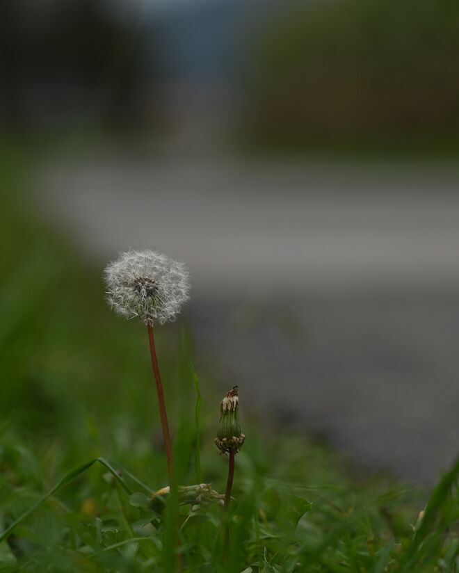 Am Wegesrand ...
