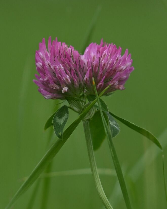 Ein Herz aus Kleeblüten