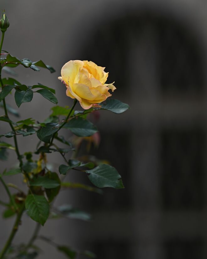 Gelbe Rosen ...