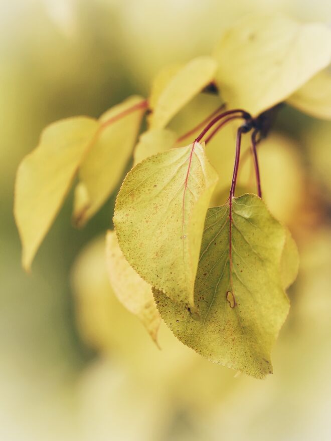 "Die Schönheit der Natur ...