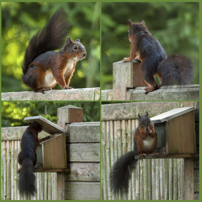 Besuch vom Eichkatzerl