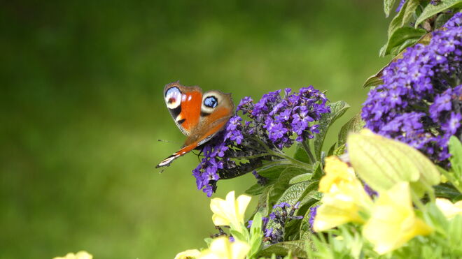 Schmetterling