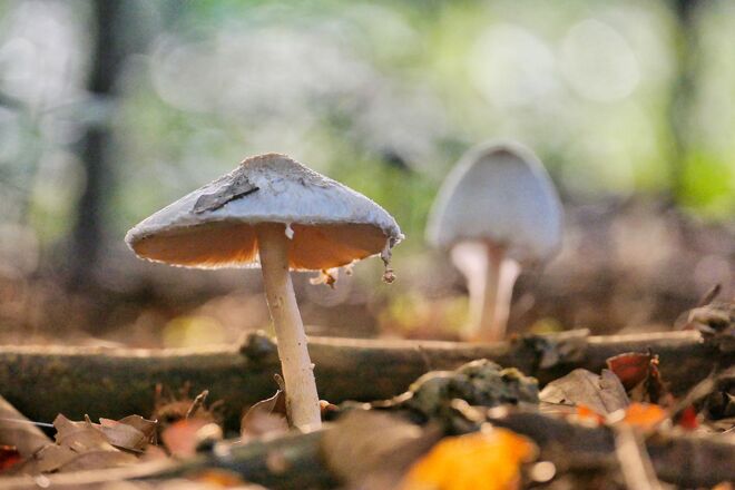 Herbstboten