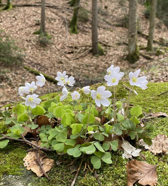 Waldsauerklee