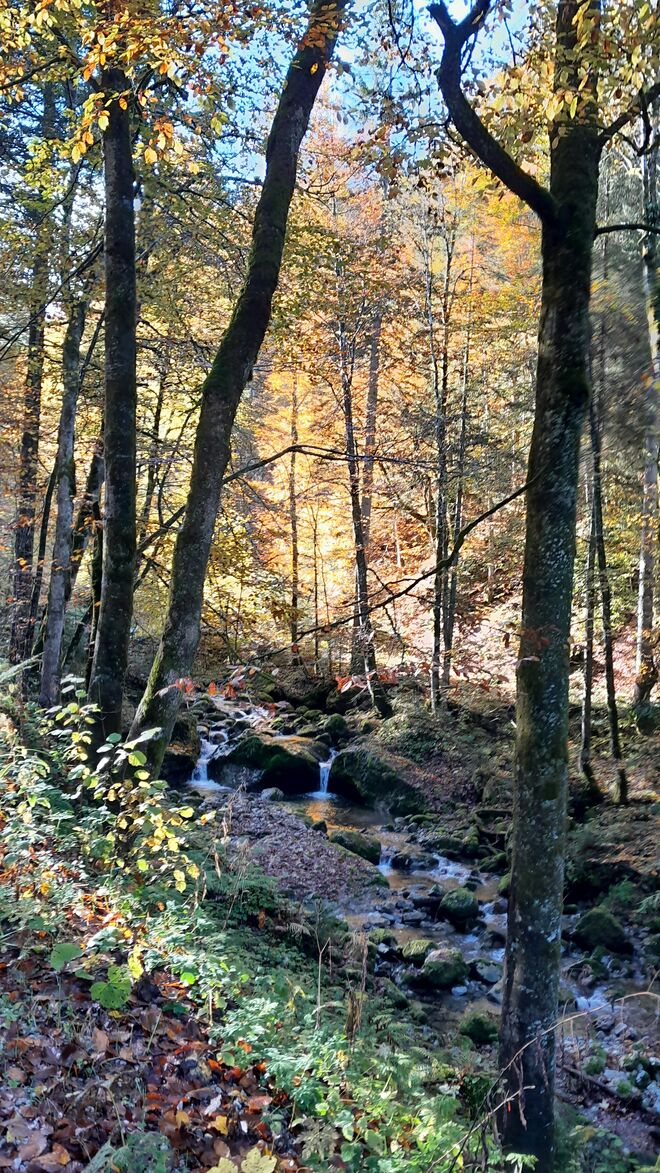 am Heimweg von der Bergalm ...