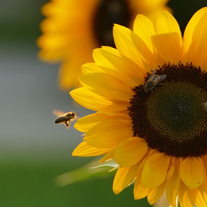 Fleißiges Bienchen