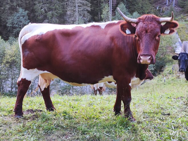 Es gibt sie doch noch - Pinzgauer Rind mit Hörnern