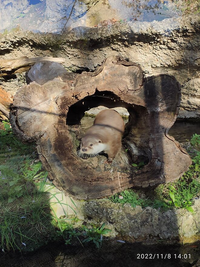 Ein lieber Geselle im Tierpark Hellbrunn