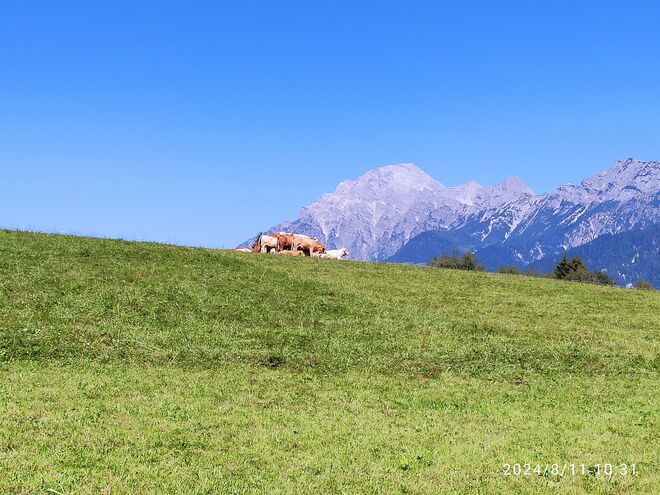 Kuh-Herde vor dem mächtigen Birnhorn