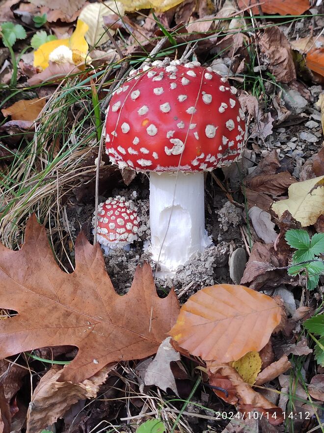 Fliegenpilz mit Baby