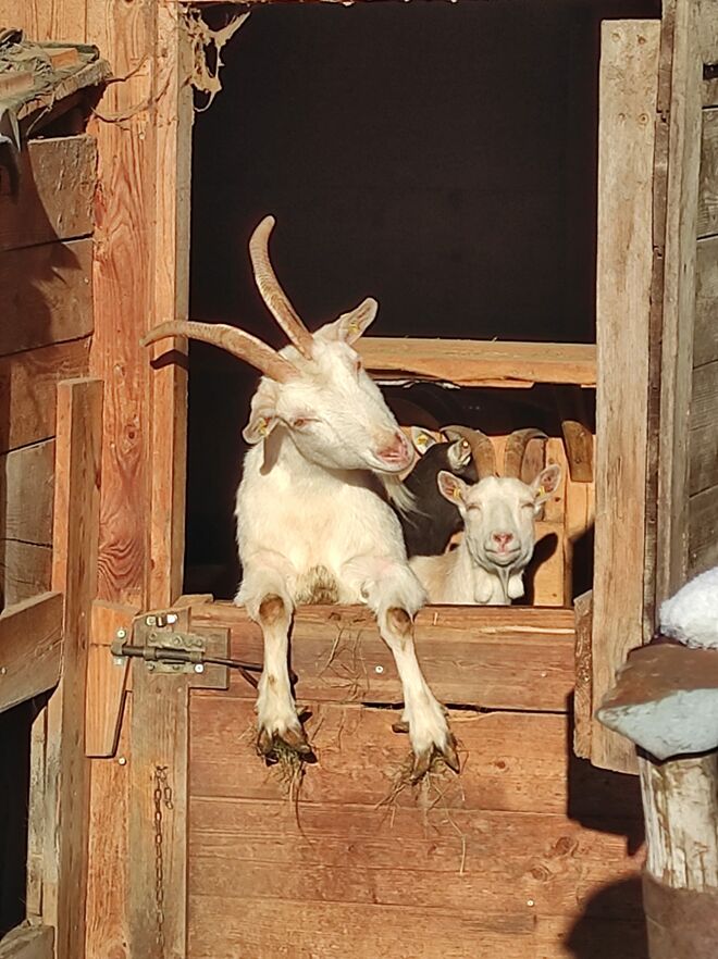 Die beiden hübschen Ziegen genießen die Wintersonne!
