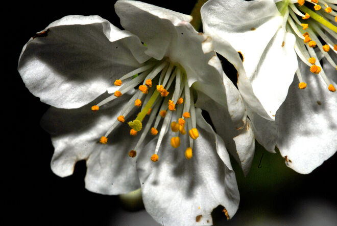 Weichselblüte