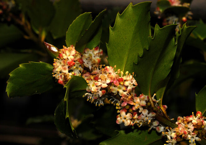 Blühende Stechpalme