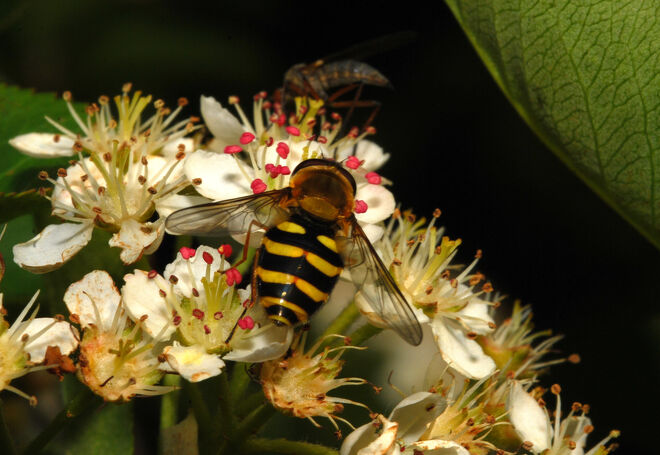 Wespenschwebfliege