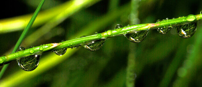 Kleine "Schönheiten" bei Regenwetter