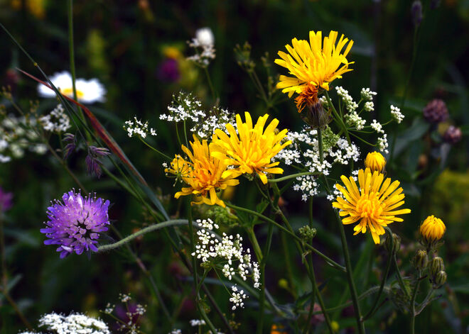 Feldblumenstrauß