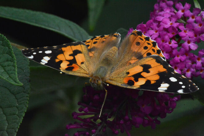 Er zeigt sich in voller Pracht!