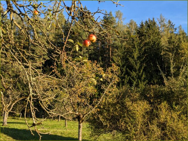 . . . im Glanz der Herbstsonne . . .